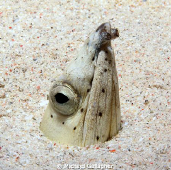 Snake eel at night, Komodo. Took a bit of effort to get t... by Michael Gallagher 